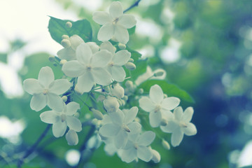 Little white flower with bokeh background