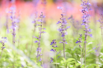 Obraz premium Purple flowers