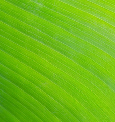 Banana leaf