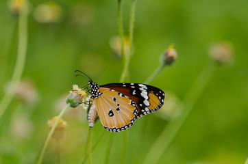 Plain Tiger butterfly