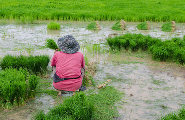 Thai farmer in the field