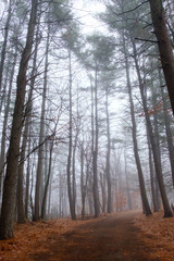 Fototapeta na wymiar Into the Fog