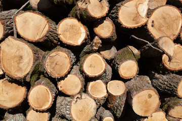 Lying near the road are freshly felled trees.