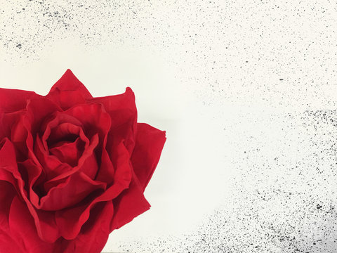 Red rose on white background with copy space