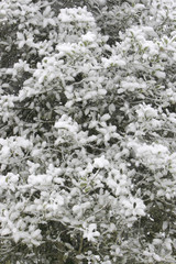 Snow covered trees