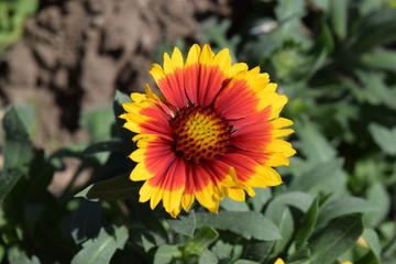 Red and Orange Flower Top View