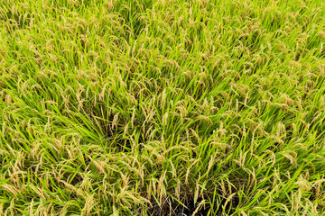 Fresh Rice meadow