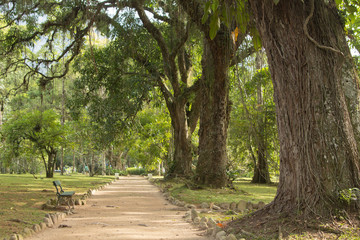 Trees and alley at the Botanical Garden, Rio de Janeiro