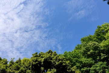 新緑と青空
