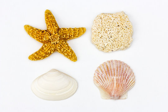 Collection of seashells