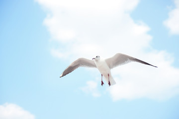 White seabird with black wing tips flying and soaring up in the blue air filled with clouds.