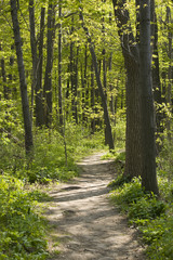 Green forest landscape