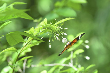 Close-up of a black orange brown butterfly sitting upside down on white small flower eating its nectar to feed itself.