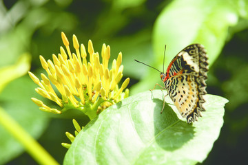 Backside view of yellow orange colorful butterfly with its wings upwards sitting on green leaf looking at yellow flower.