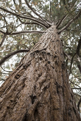 Red bark on Cedar tree.