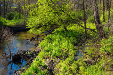 Fototapeta na wymiar A creek meanders through new green growth in the clear light of early spring