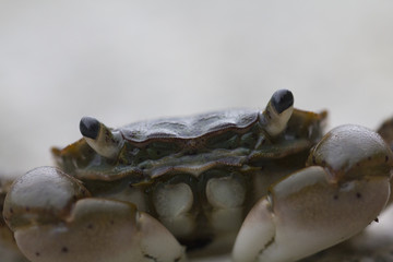 Little Crab
