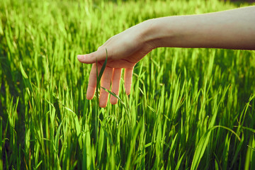 green grass, summer, sun