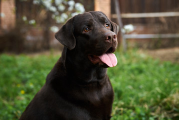 beautiful purebred dog on the nature