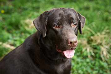 beautiful purebred dog on the nature