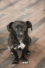 Obraz premium Sad Dog