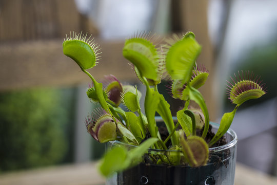 Venus Flytrap