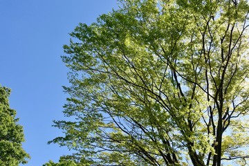 Fototapeta premium 多摩の新緑