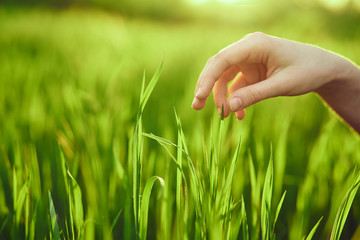 hand, grass, nature