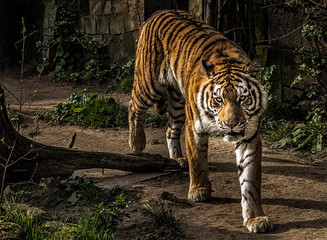 angry tiger in zoo