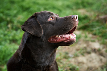 dog looking up, friend, animals