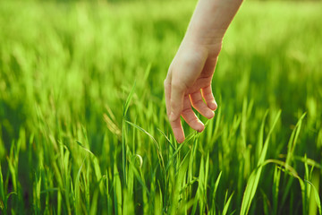 light grass, hand, nature