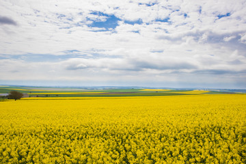 Fototapeta premium Canola Fields Under Beautiful Blue Sky 