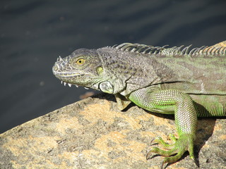 Iguana