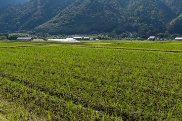 Rice field and mountain