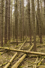 Fototapeta premium Norway Spruce Forest