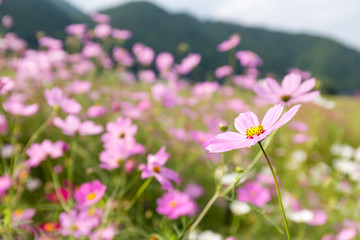 Obraz premium Pink flowers cosmos bloom