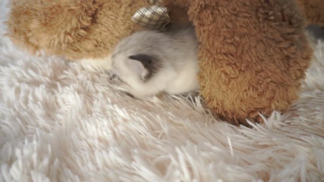 little Kitty under the teddy bear on the bed