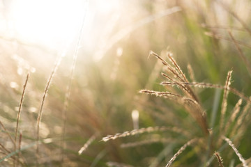 Grass with Sunlight at Sunset
