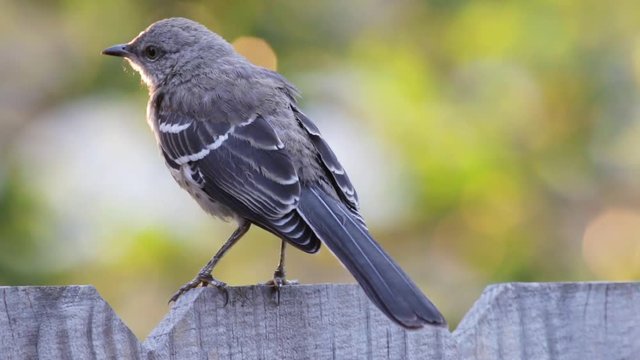 Mocking bird on a wooden fence.
