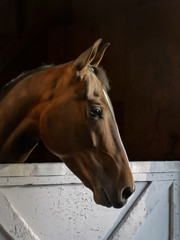 Morgan Gelding in Afternoon Light 