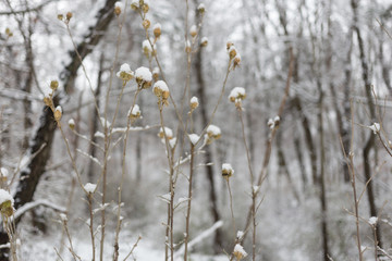 Dead Snow Covered Plants