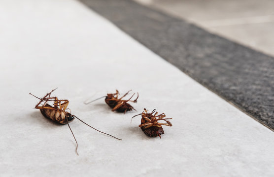 Dead cockroaches on the floor with copy space, killed cause of bacteria and disease in the house