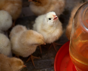 Amish farm, mixed flock of pure breed chicks