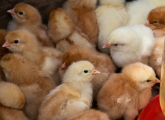 Amish farm, mixed flock of pure breed chicks