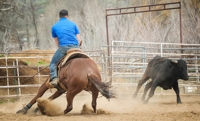Cutting Horse