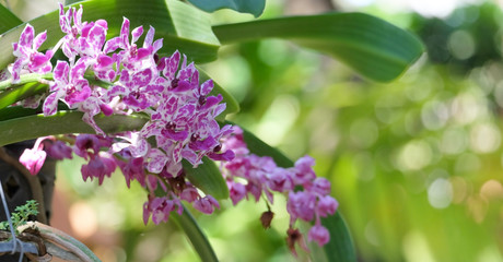 Beautiful orchid flower on with natural background, (Rhychostylis -Orchid) tropical in Thailand,Flower with soft focus.