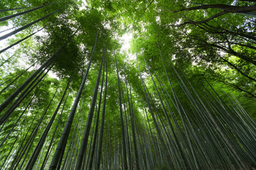 Obraz na płótnie Canvas Bamboo Forest from low angle