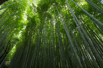 Bamboo forest with morning sunlight