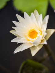White waterlily in pond