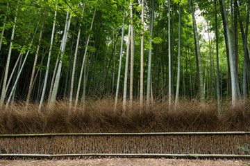 Fototapeta na wymiar Bamboo forest, Arashiyama